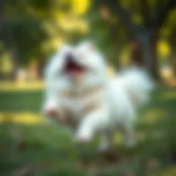 Fluffy dog playing in a park