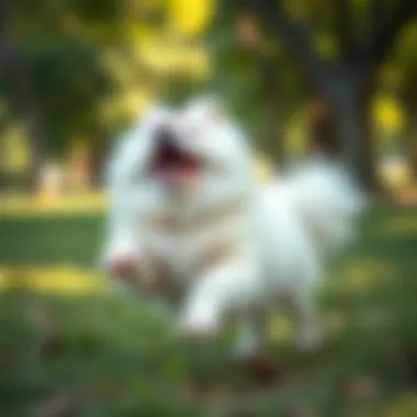 Fluffy dog playing in a park